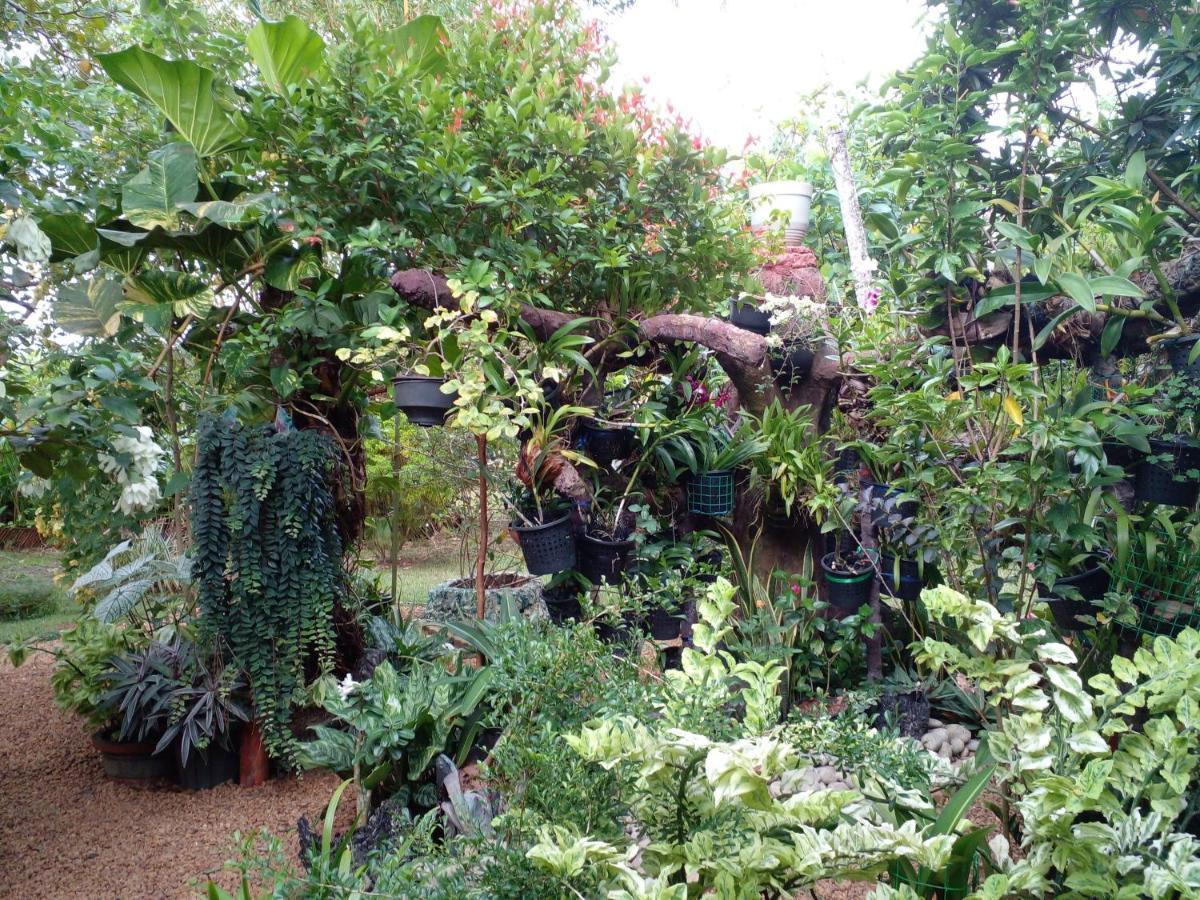 Zum Deutschen Bed & Breakfast Bentota Bagian luar foto