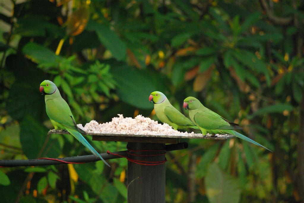 Zum Deutschen Bed & Breakfast Bentota Bagian luar foto